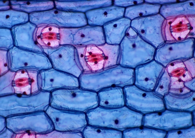 生物细胞背景纹理素材色彩设计背景