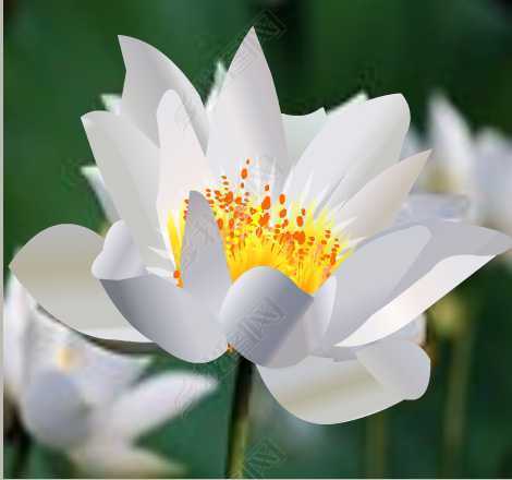 白莲花开设计素材_图片下载(0.05MB)_其他Fla