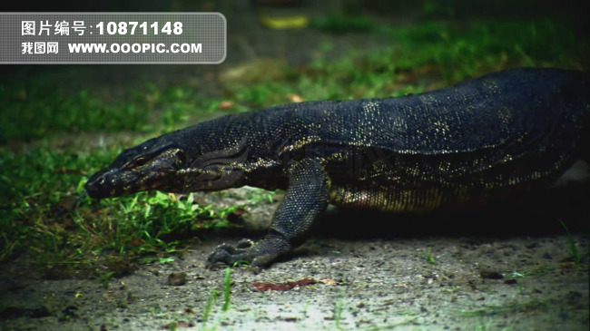 大蜥蜴动态实拍LED大屏幕高清视频素材图片设