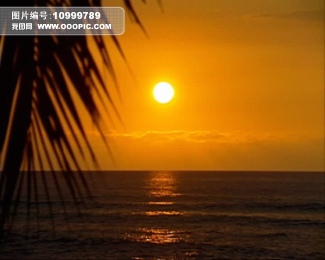 海上日出日落椰子树视频背景素材