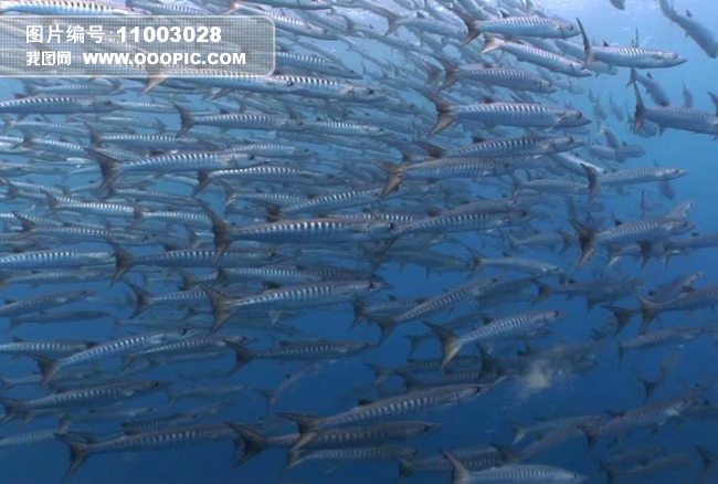 海底鱼群海洋生物视频背景素材图片设计_高清
