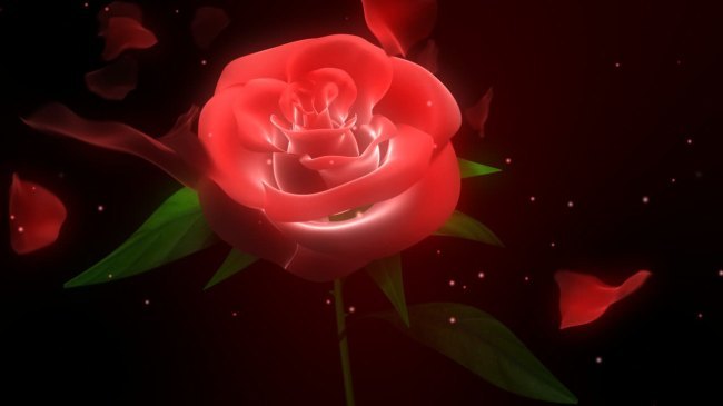 视频模板 背景视频 动态|特效|背景 > 3d鲜艳玫瑰花旋转花瓣飘落高清