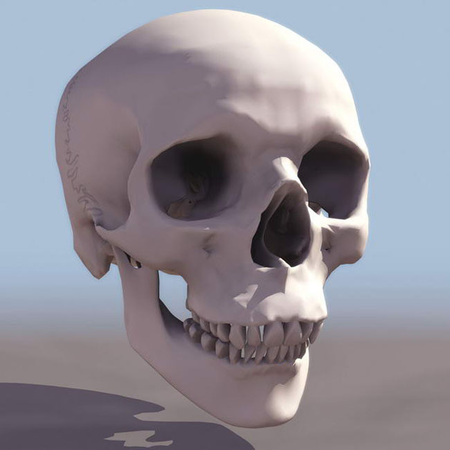 3d模型骷髅头骨模型