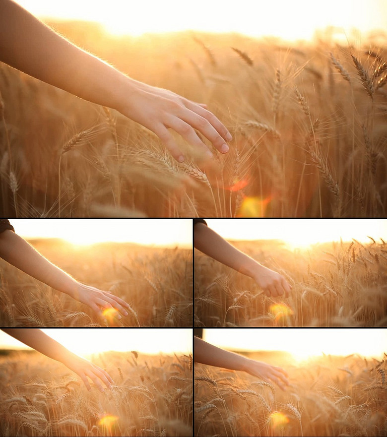 小麦成熟金色阳光手抚麦穗高清视频素材