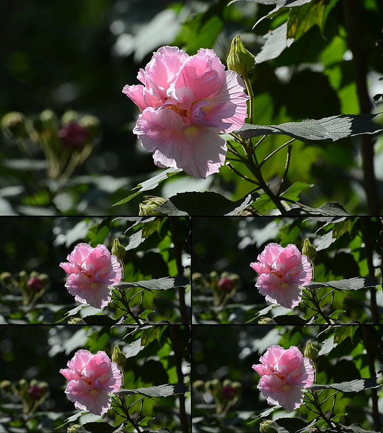 高清实拍红芙蓉视频素材模版
