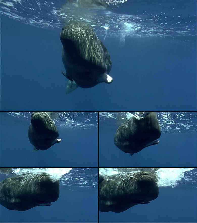 鲸鱼视频大全儿童 true