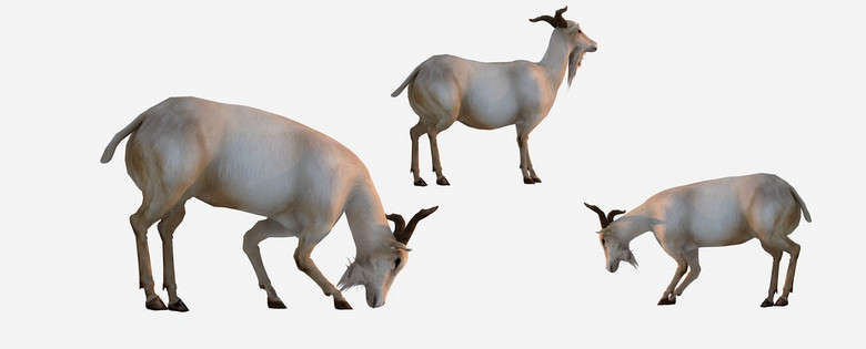 羊的3d动画模型羊的3d动画