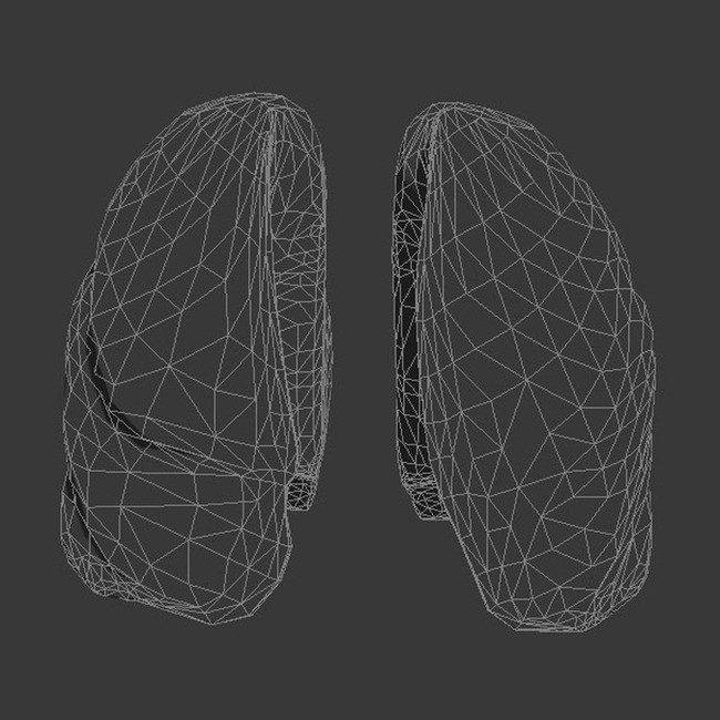 五种人体器官肺的3D模型模板下载(图片编号:1