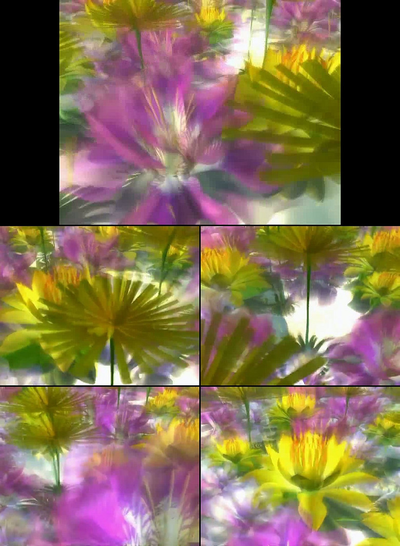 花朵旋转镜头