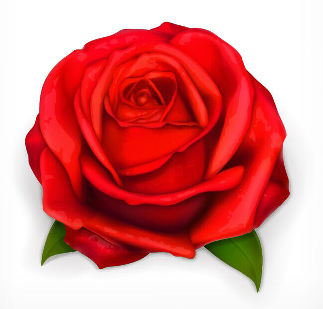 手绘大朵红色玫瑰花印花图案