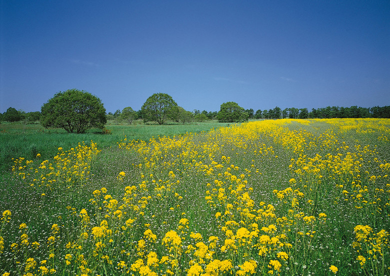 绿色原野蓝天白云油菜花开素材下载(图片编号