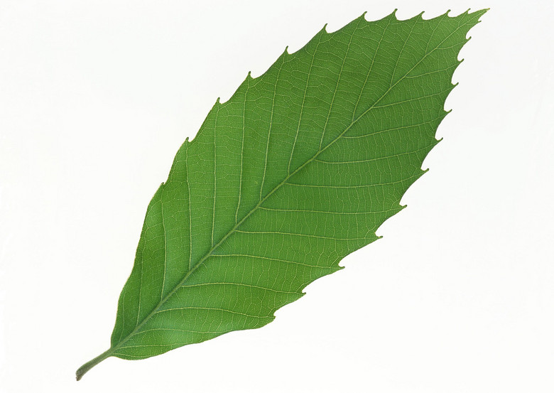 绿叶图片大全欣赏 true