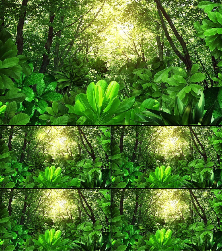 绿色森林视频素材