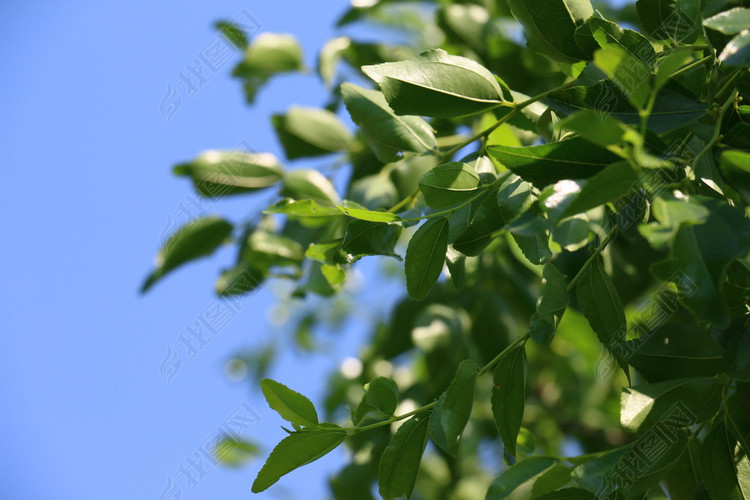 枣树叶子图片素材_高清 位图大图下载(5.20MB