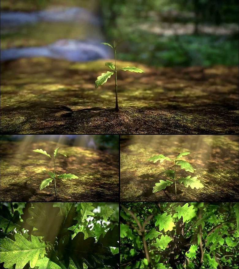 植物树生长树苗生长树生长动画植物树生长