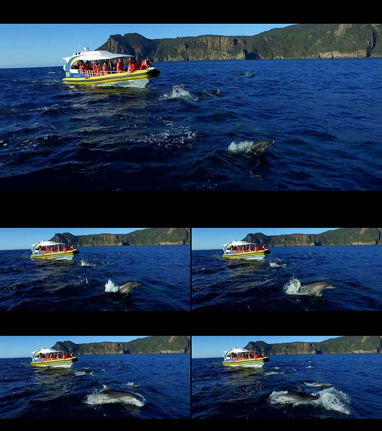 高清大海游艇航行海豚航拍视频素材