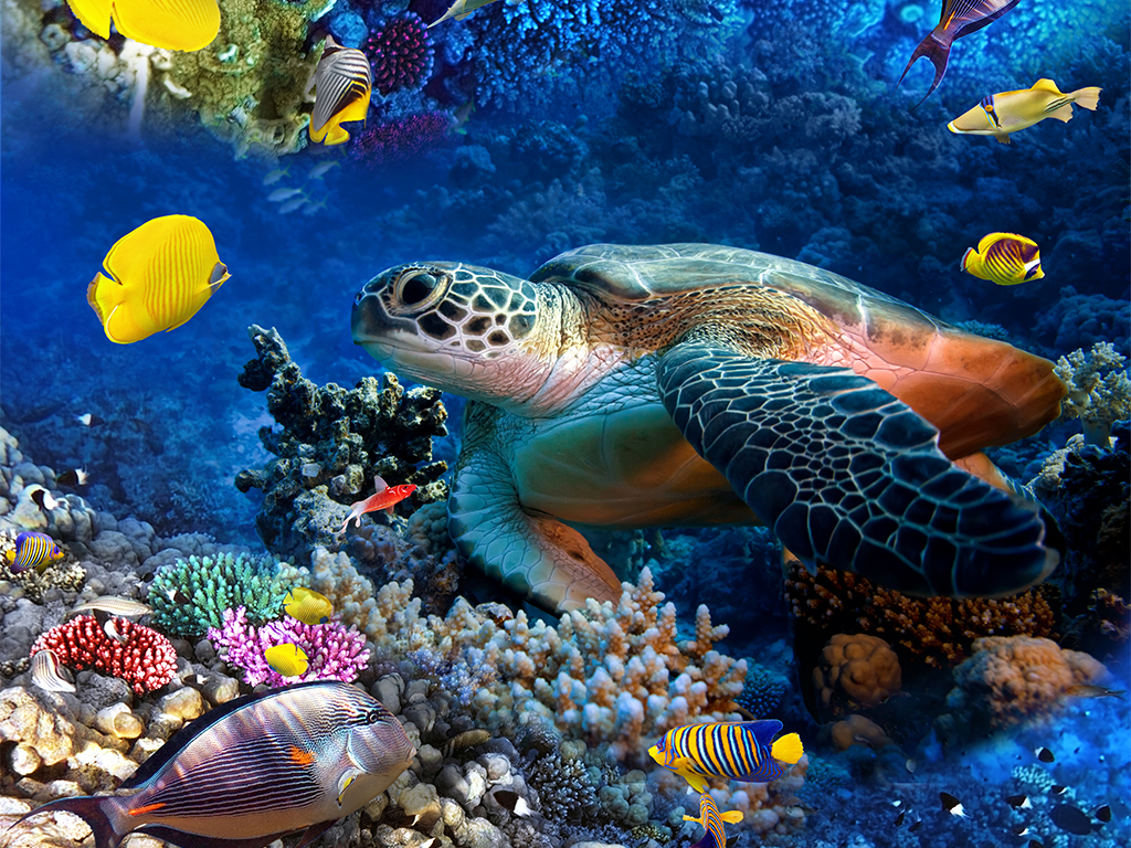 海龟吃珊瑚吗 13872943-917366609f1f3ac08eb1173ac56919b3-3.jpg