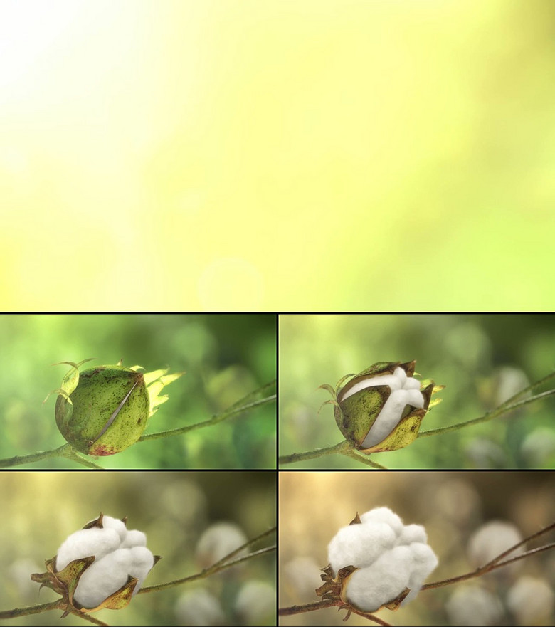 高清棉花桃生长动画视频素材