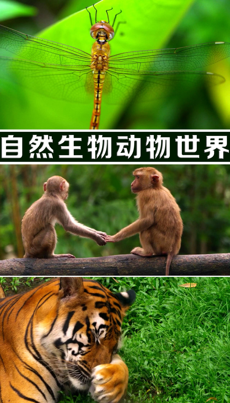 小猫的视频大全动物世界 true
