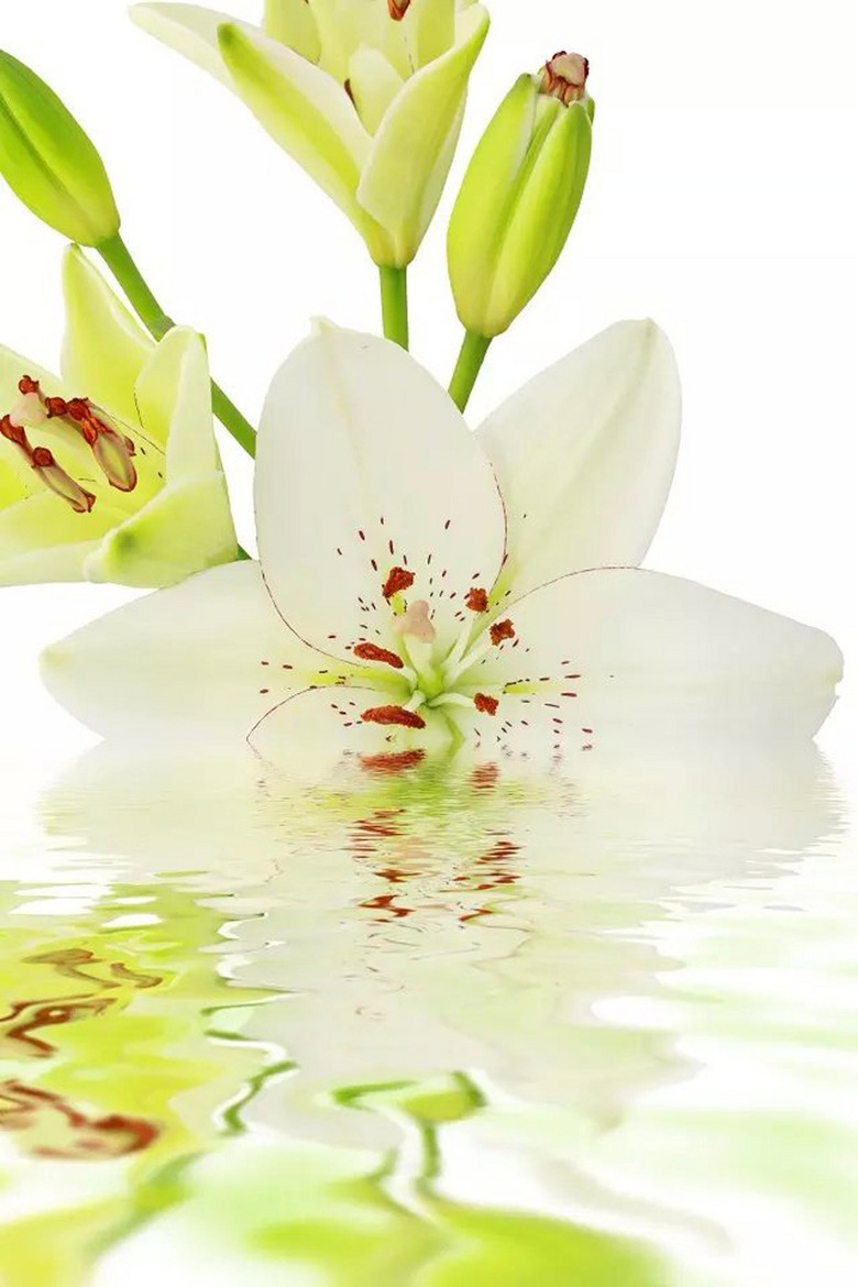 图猜成语莲花在水中有倒影_月亮在水中的倒影图片