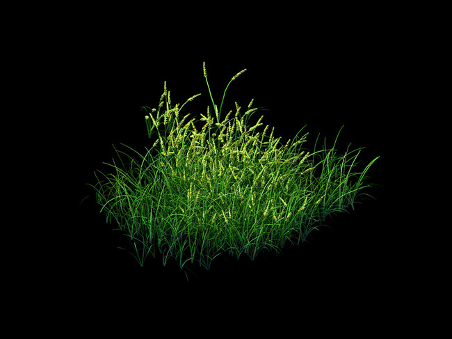狼尾草狗尾巴草小草植物模型