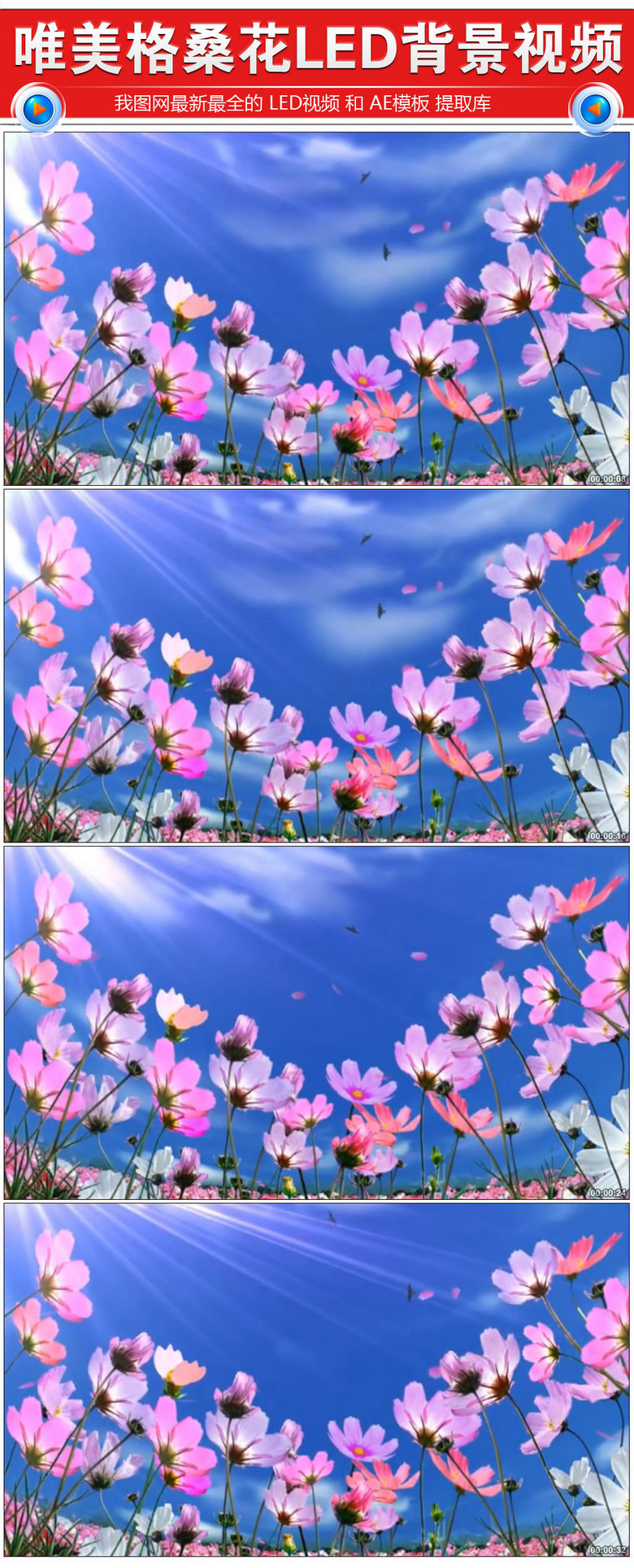 唯美格桑花抒情歌曲led背景视频
