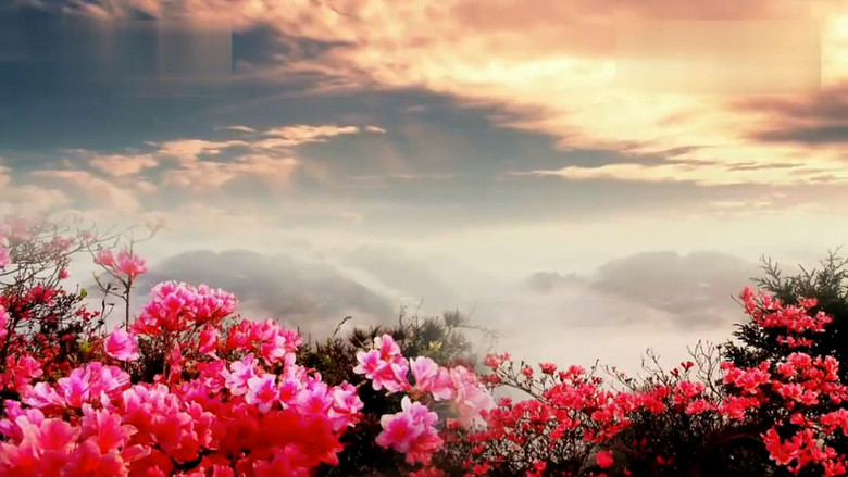 山花烂漫背景