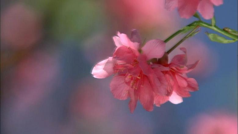 一枝独秀梨花带雨雨中鲜花视频素材