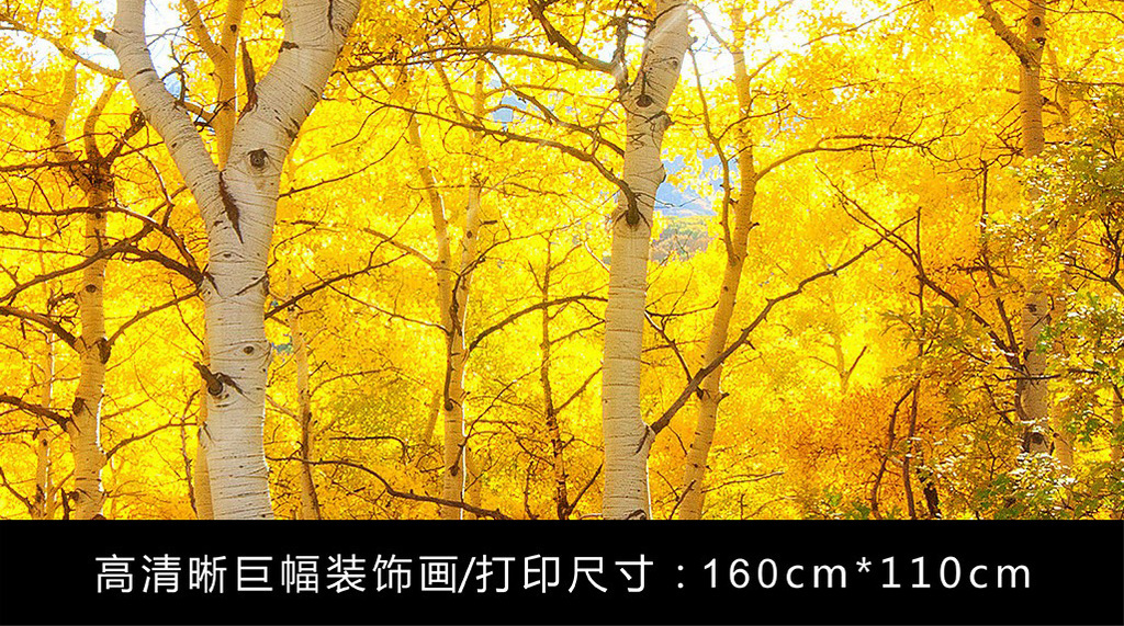 阳光照射金黄色树叶树林森林白桦林风景摄影