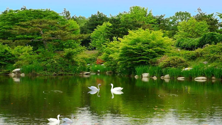 天鹅湖风景视频