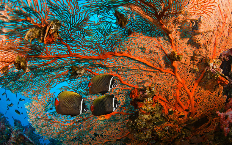 海底动物世界视频 true