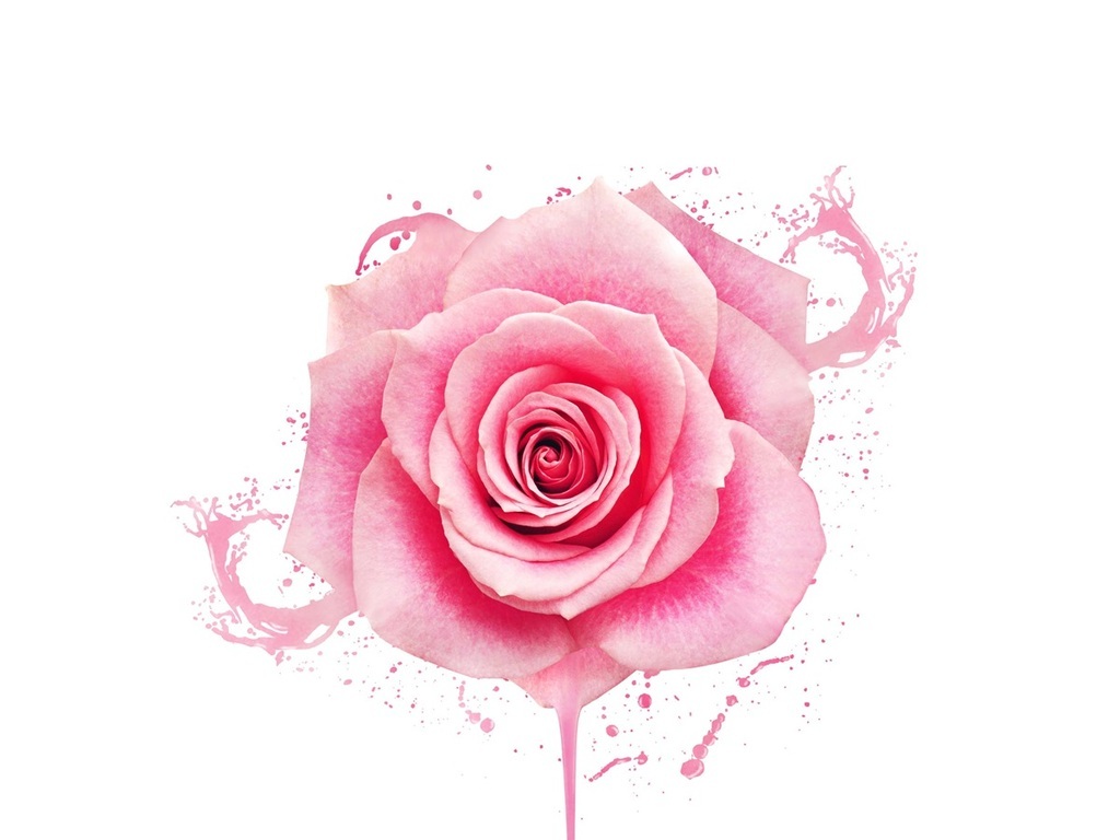 粉色玫瑰指甲油广告海报