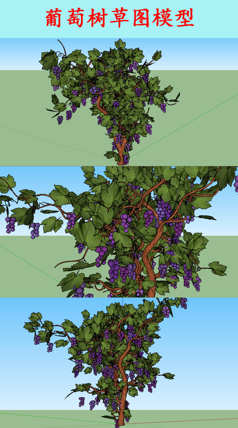 葡萄树草图模型