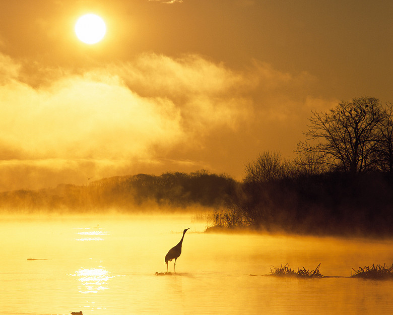 金黄色天空湖泊仙鹤炎热天气背景素材图片(图