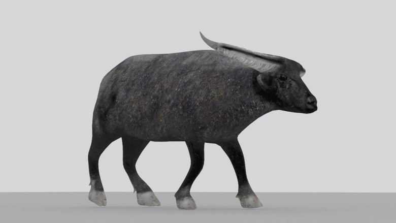 哺乳动物水牛公牛耕田的大黑牛动物模型