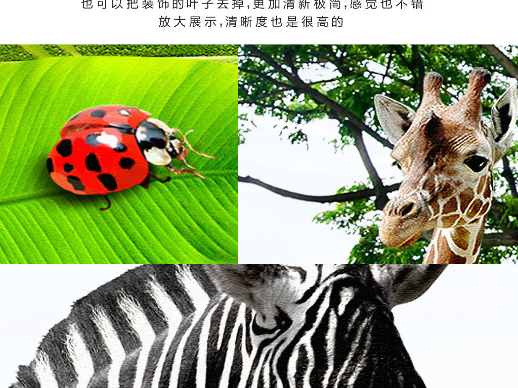 我图网提供精品流行绿色小清新动物世界斑马长颈鹿草地无框画素材下载,作品模板源文件可以编辑替换,设计作品简介: 绿色小清新动物世界斑马长颈鹿草地无框画 位图, RGB格式高清大图,使用软件为 Photoshop CS5(.psd)