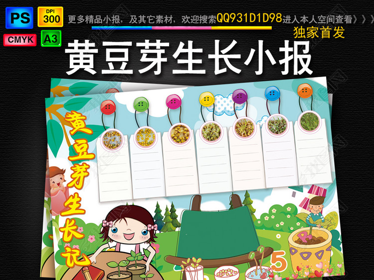 黄豆芽生长过程日记小报植物观察日记手抄报