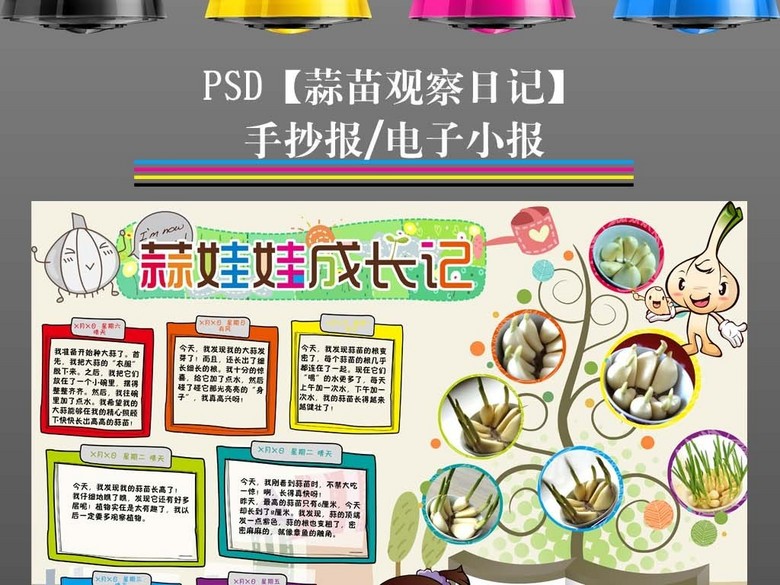 观察日记植物生长小报大蒜蒜苗手抄报(图片编