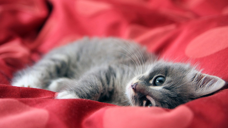 睡觉的小猫红色毛毯背景图片设计素材模板(图