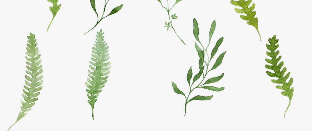 淡绿色清新简约花草树叶植物纹理标本手绘图图片