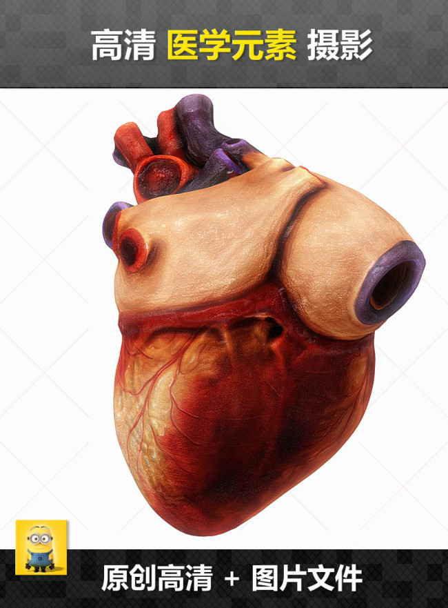 五脏心肝脾胃肾人体结构图医院元素(图片编号