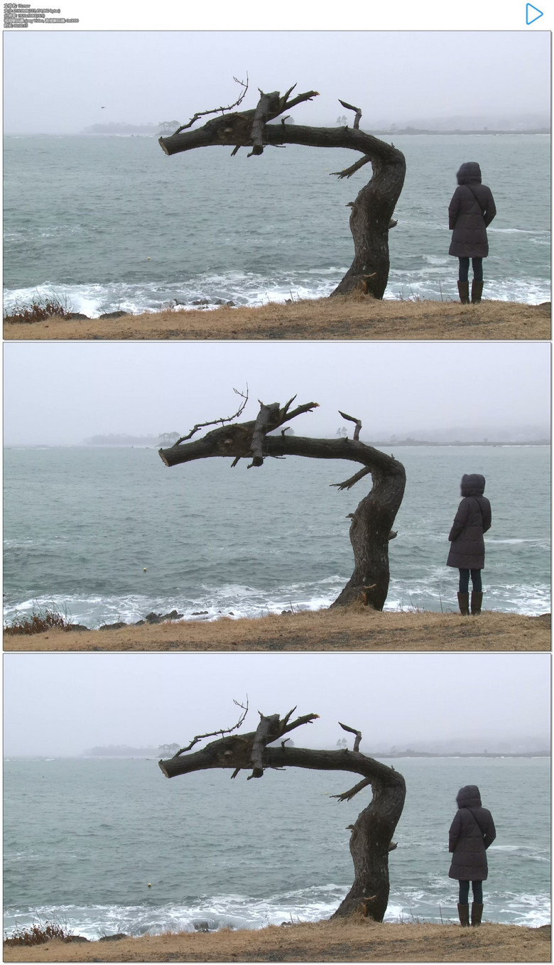 面对大海的女人和枯树