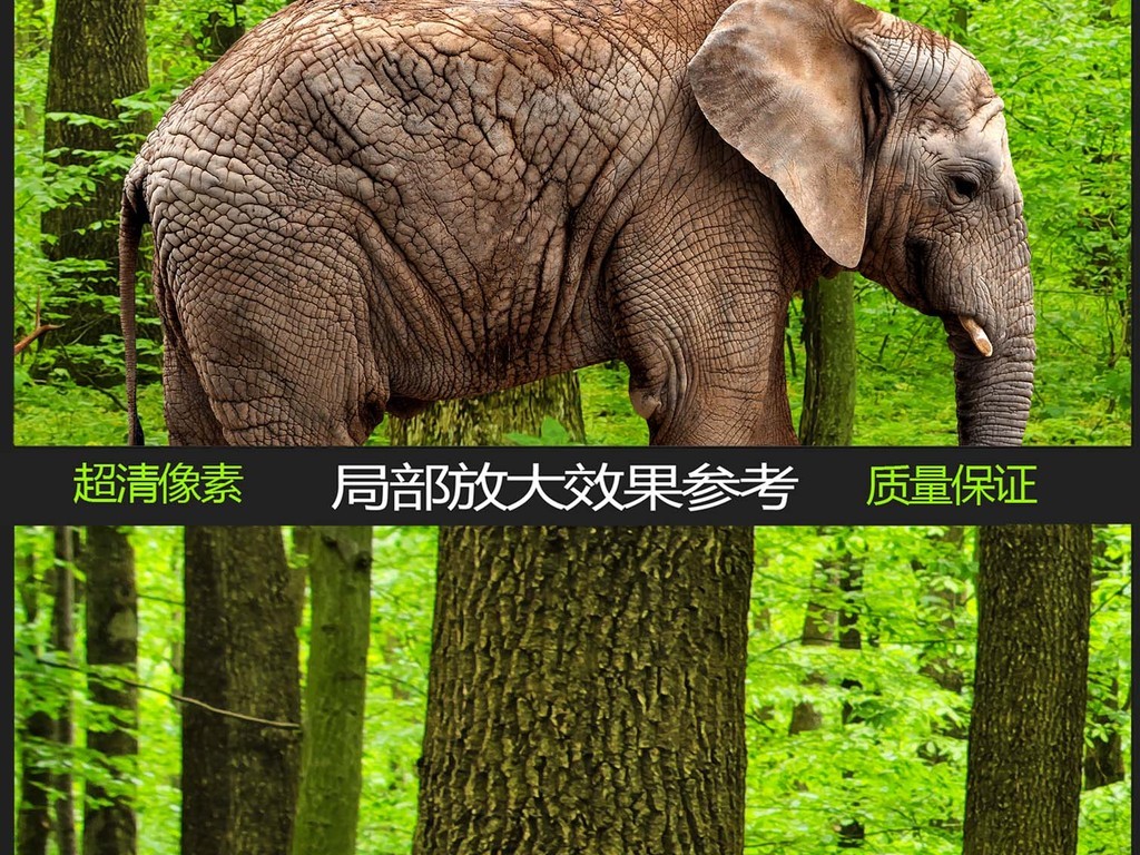我图网提供精品流行 动物世界森林全景背景墙素材 下载,作品模板源文件可以编辑替换,设计作品简介: 动物世界森林全景背景墙 位图, RGB格式高清大图, 使用软件为 Photoshop CS5(.psd)