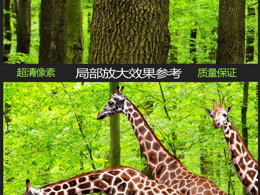 我图网提供精品流行 动物世界森林全景背景墙素材 下载,作品模板源文件可以编辑替换,设计作品简介: 动物世界森林全景背景墙 位图, RGB格式高清大图, 使用软件为 Photoshop CS5(.psd)
