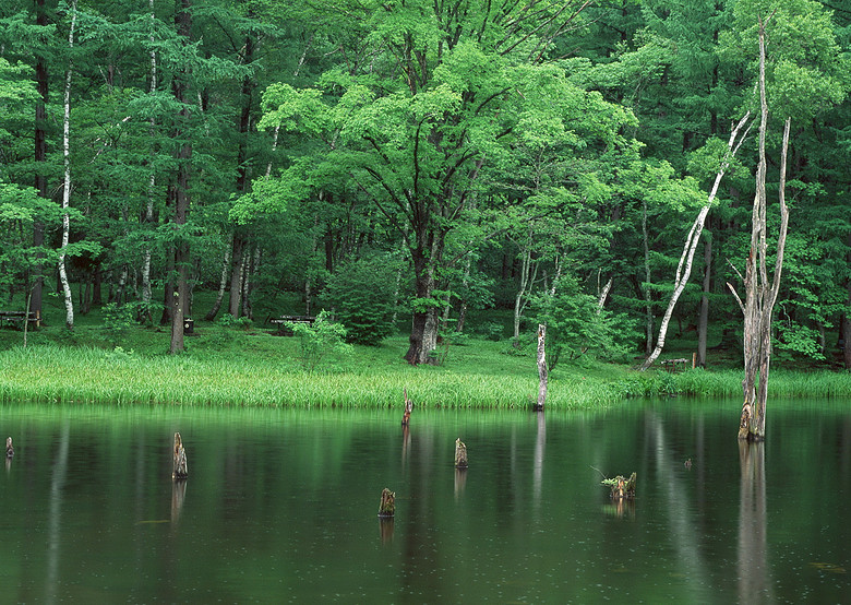 树木特写丛林美景树林摄影素材