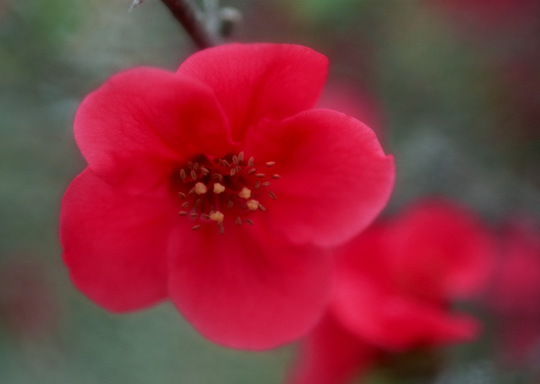 绿叶红花图片 true