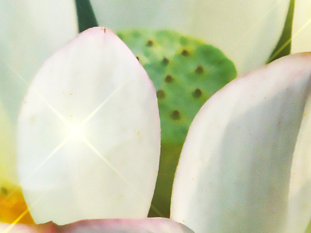 佛教莲花高清背景