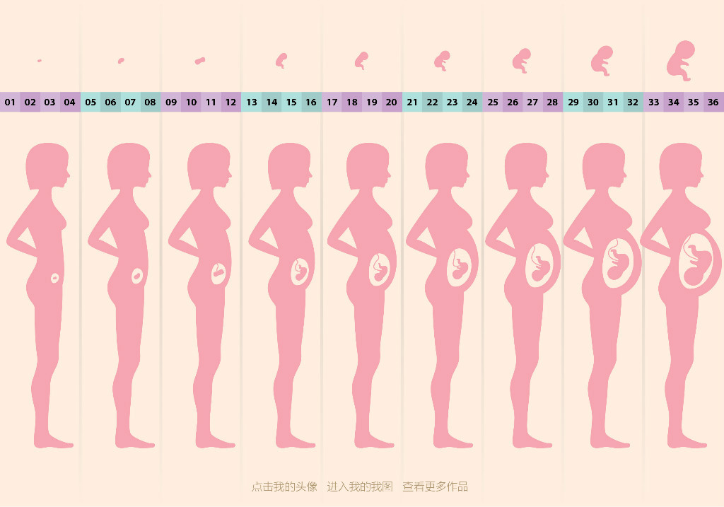 怀孕周期孕妇胎儿生长变化矢量图