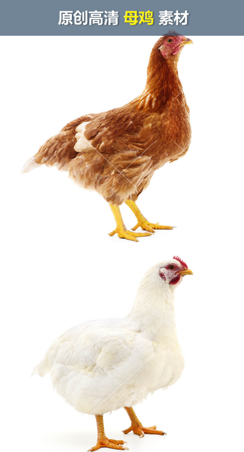 母鸡公鸡农家乐京东扶贫跑步鸡白切鸡素材(图