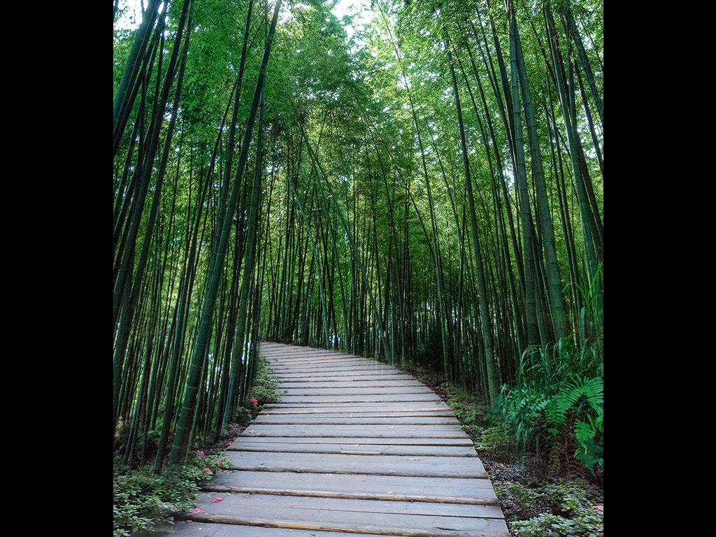 曲径通幽竹林玄关背景
